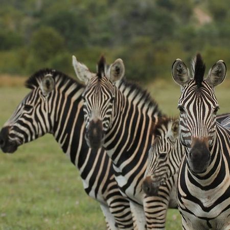 Idube Game Reserve Саби-Санд-Гейм-Резерв Экстерьер фото