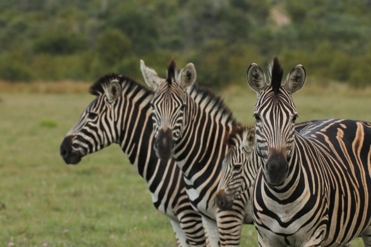 Idube Game Reserve Саби-Санд-Гейм-Резерв Экстерьер фото